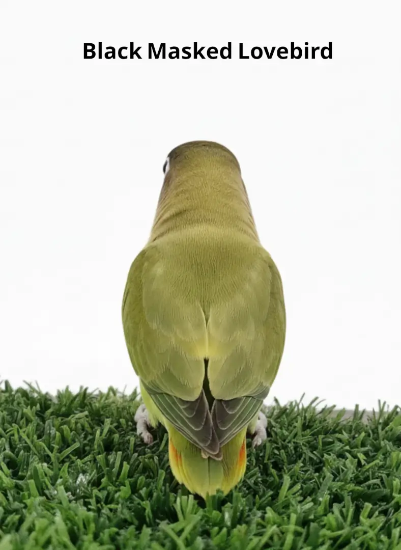 Black Masked Lovebird BML001 3 Black Masked Lovebird 1