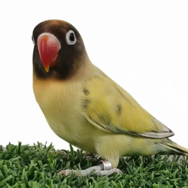 Home 7 Black Masked Lovebird