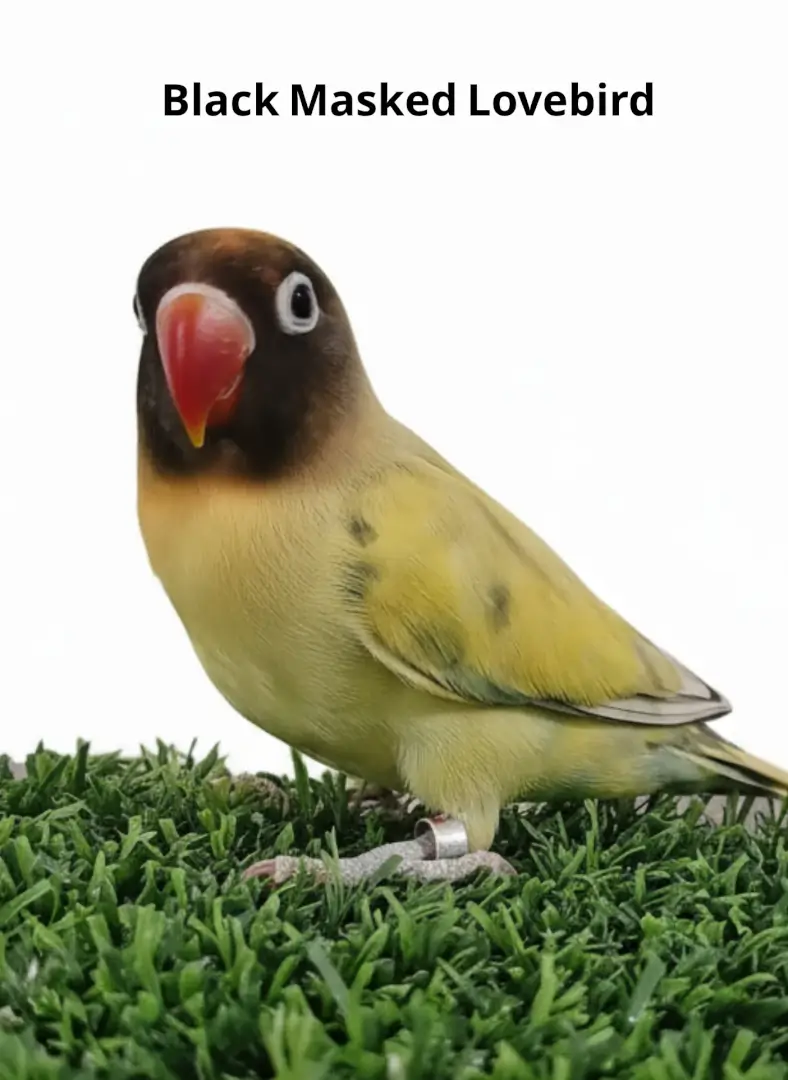 Black Masked Lovebird BML001 1 Black Masked Lovebird