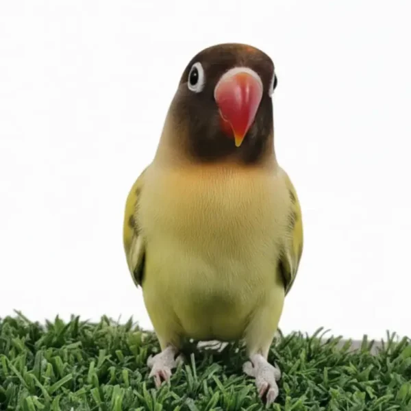 Home 8 Black Masked Lovebird 3