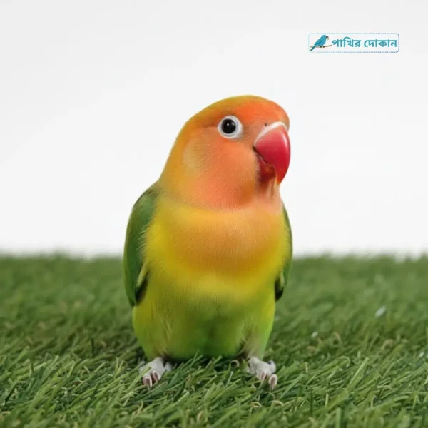 Home 16 Green Opaline Lovebird