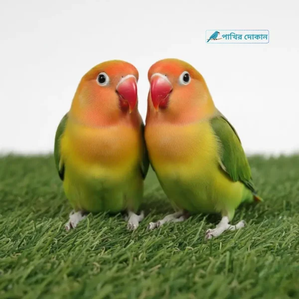 Home 17 Green Opaline Lovebird Pair Fisher