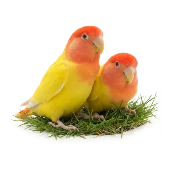 Home 14 Lutino Opaline Lovebird