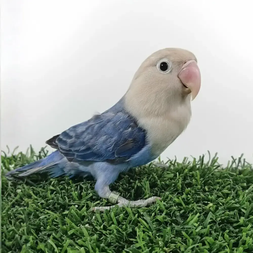 Violet Opaline Lovebird VPL001 – Male | Healthy & Rare 1 Violet Opaline Lovebird VPL001