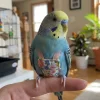 Bird Diapers For Budgies