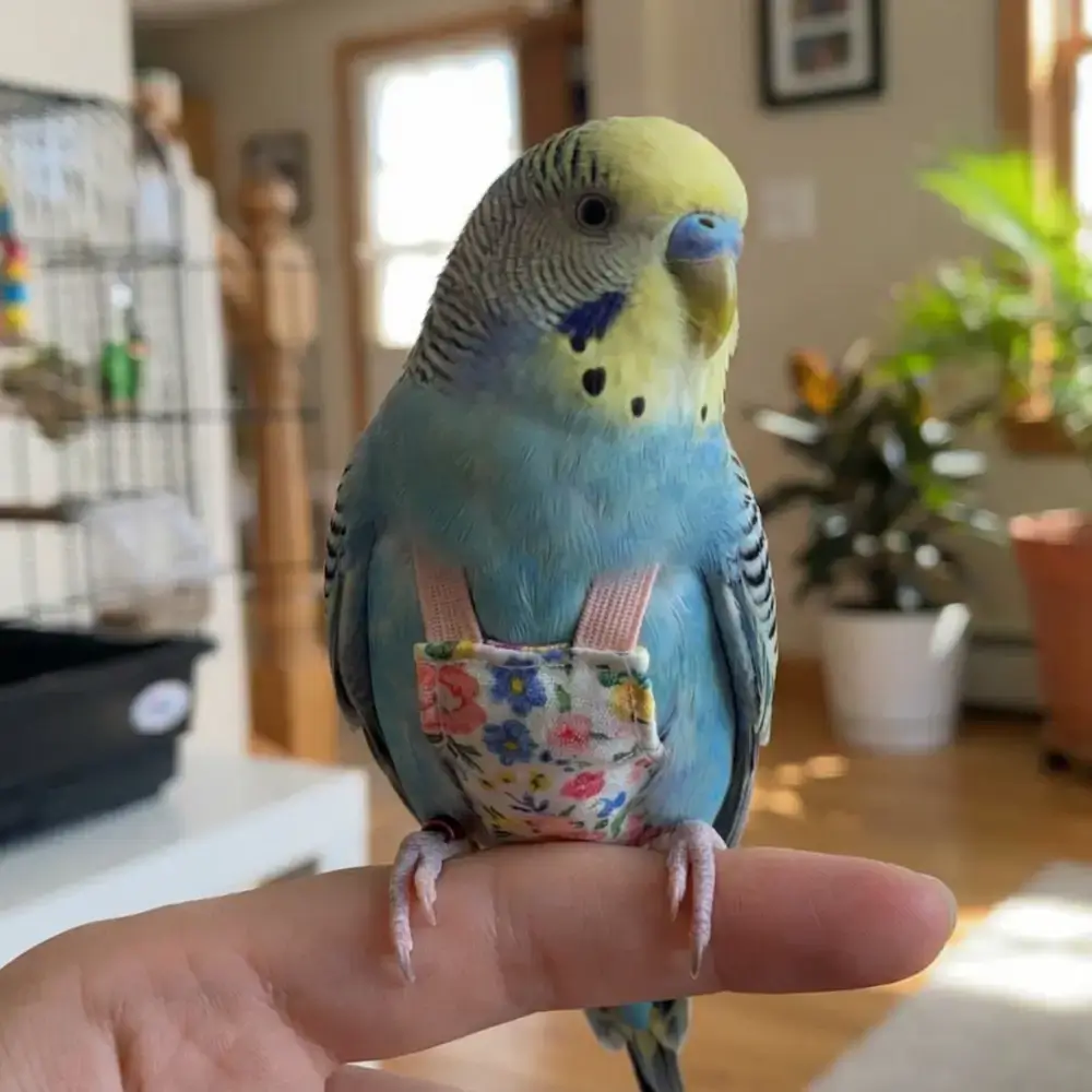 Bird Diapers For Budgies BDD001 1 Bird Diapers For Budgies