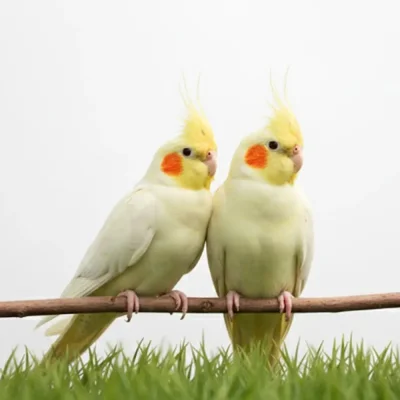 Lutino Cockatiel Bird